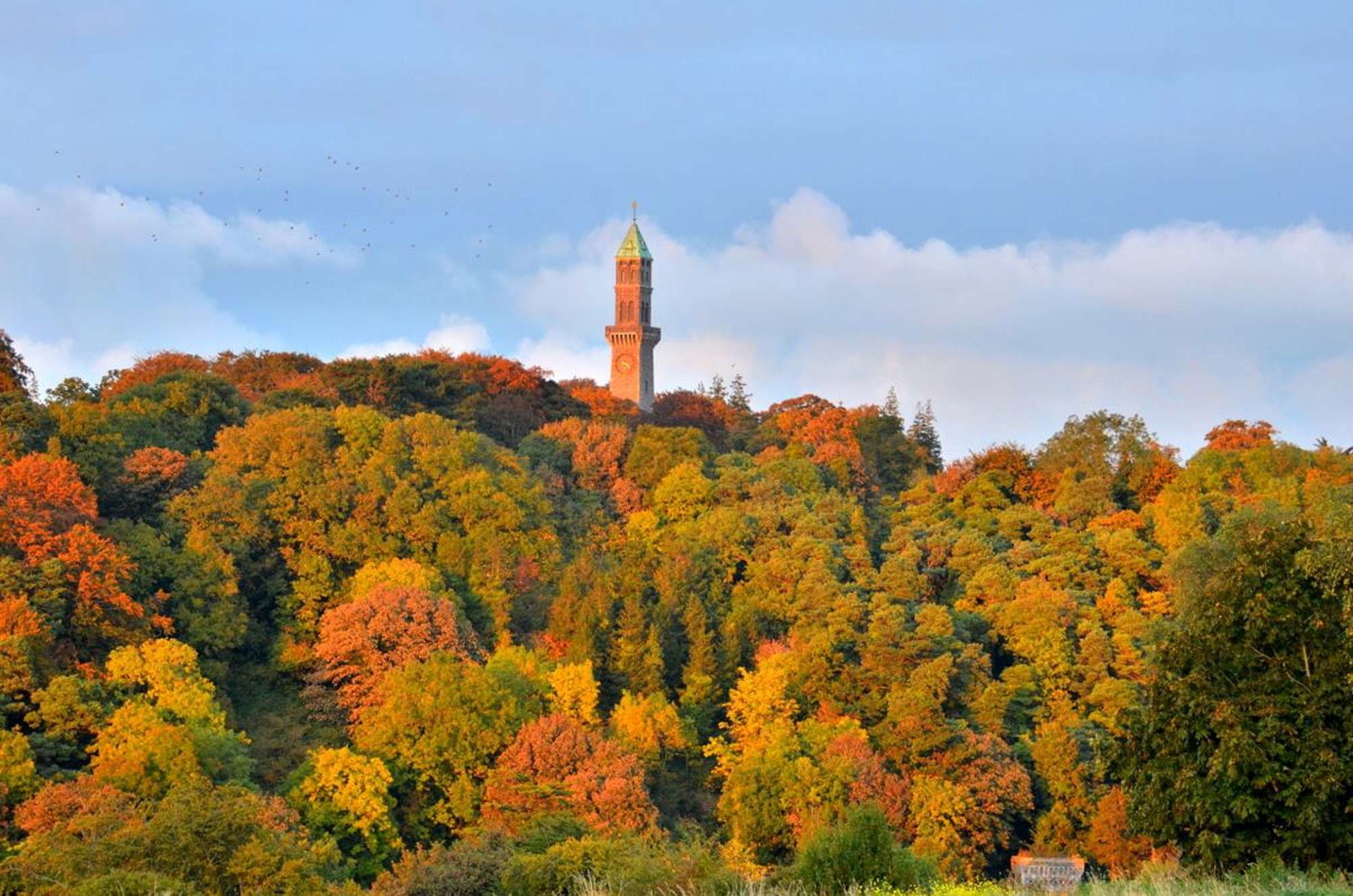 Autumn woodland and open parkland at Waterstown Park in South Dublin County