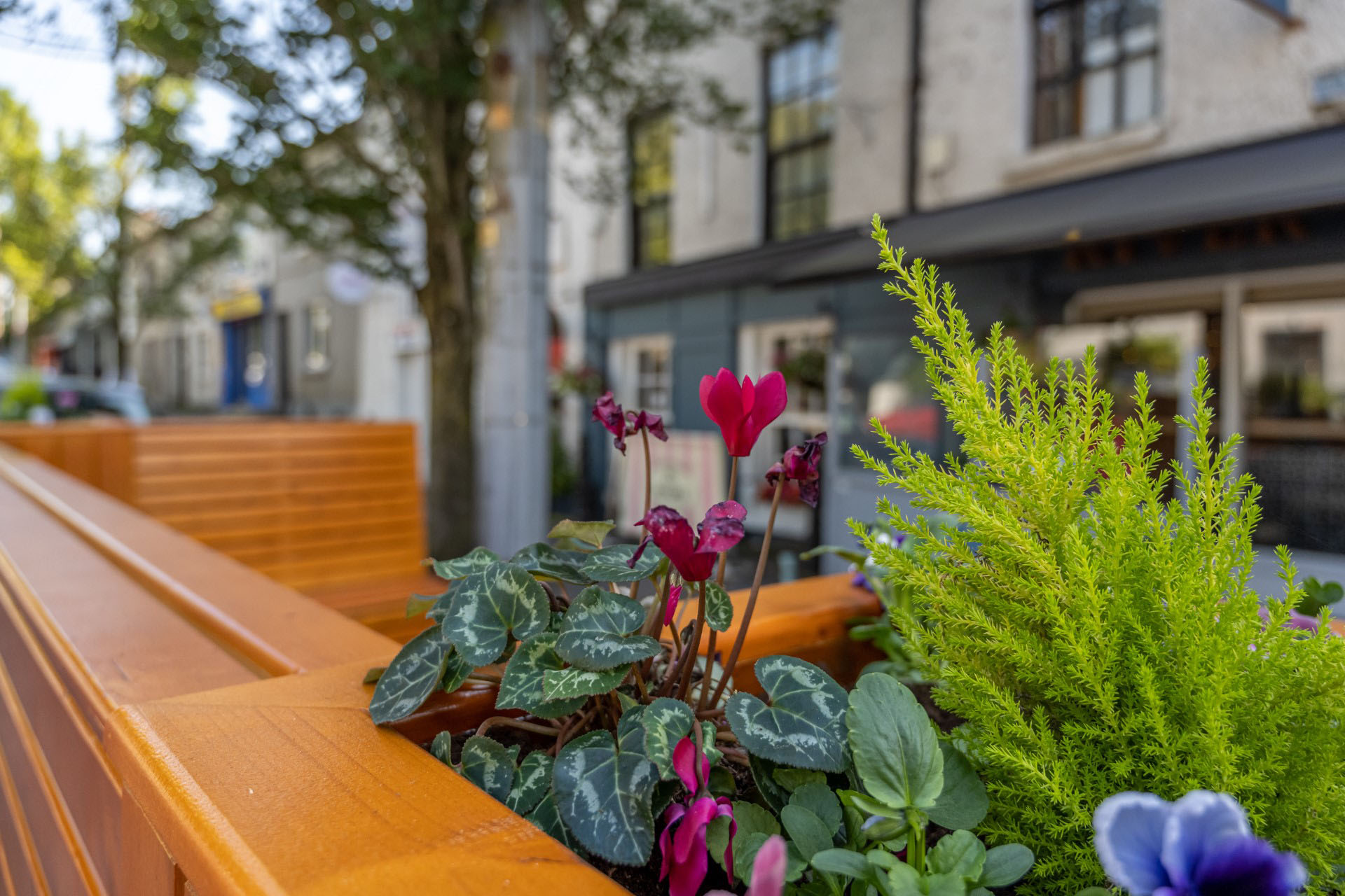 Close-up of flowers and greenery in a timber parklet seating area on Main Street, Lucan Village
