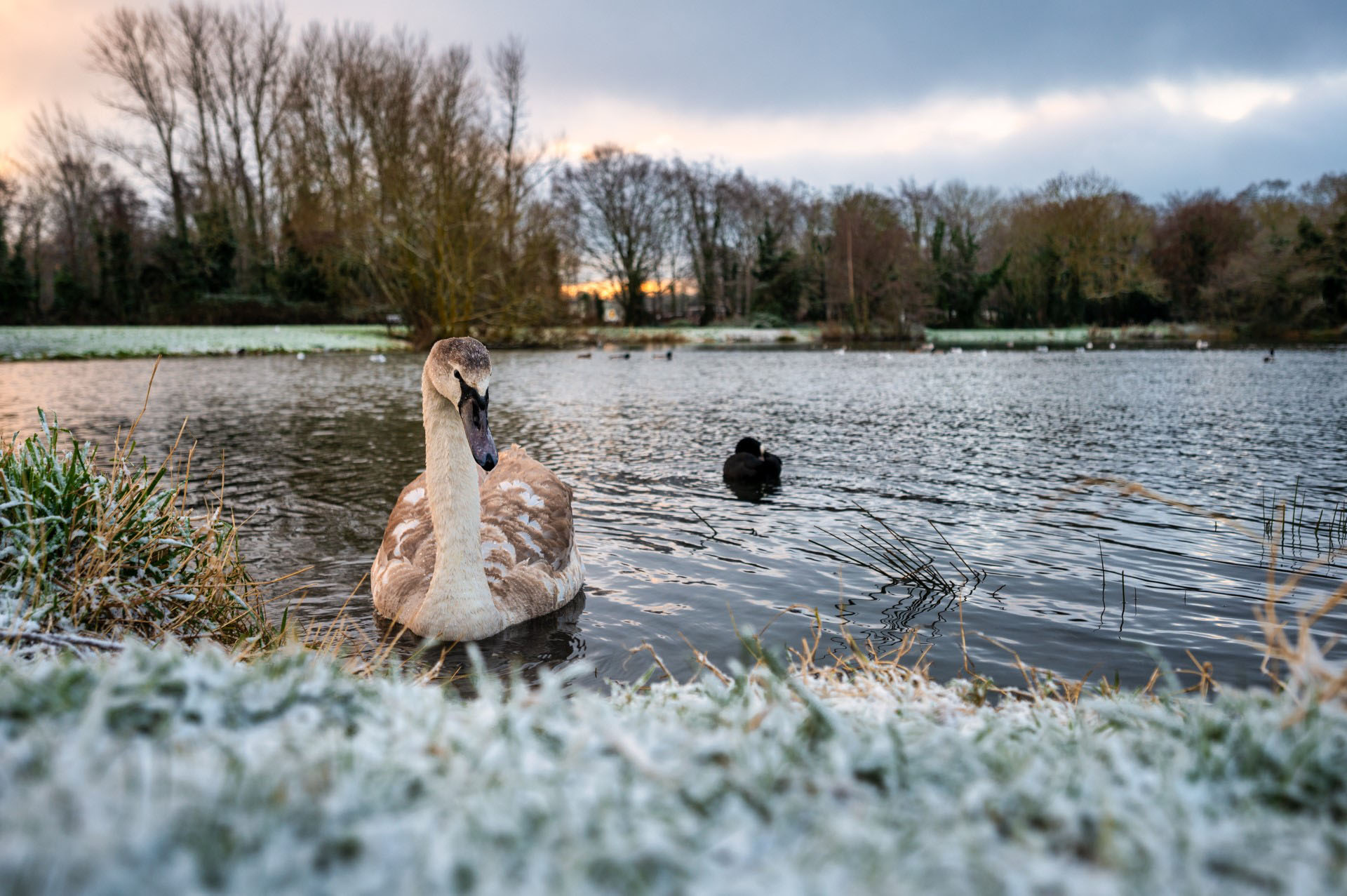 Swan swimming near a partially frozen lake during winter in Corkagh Park